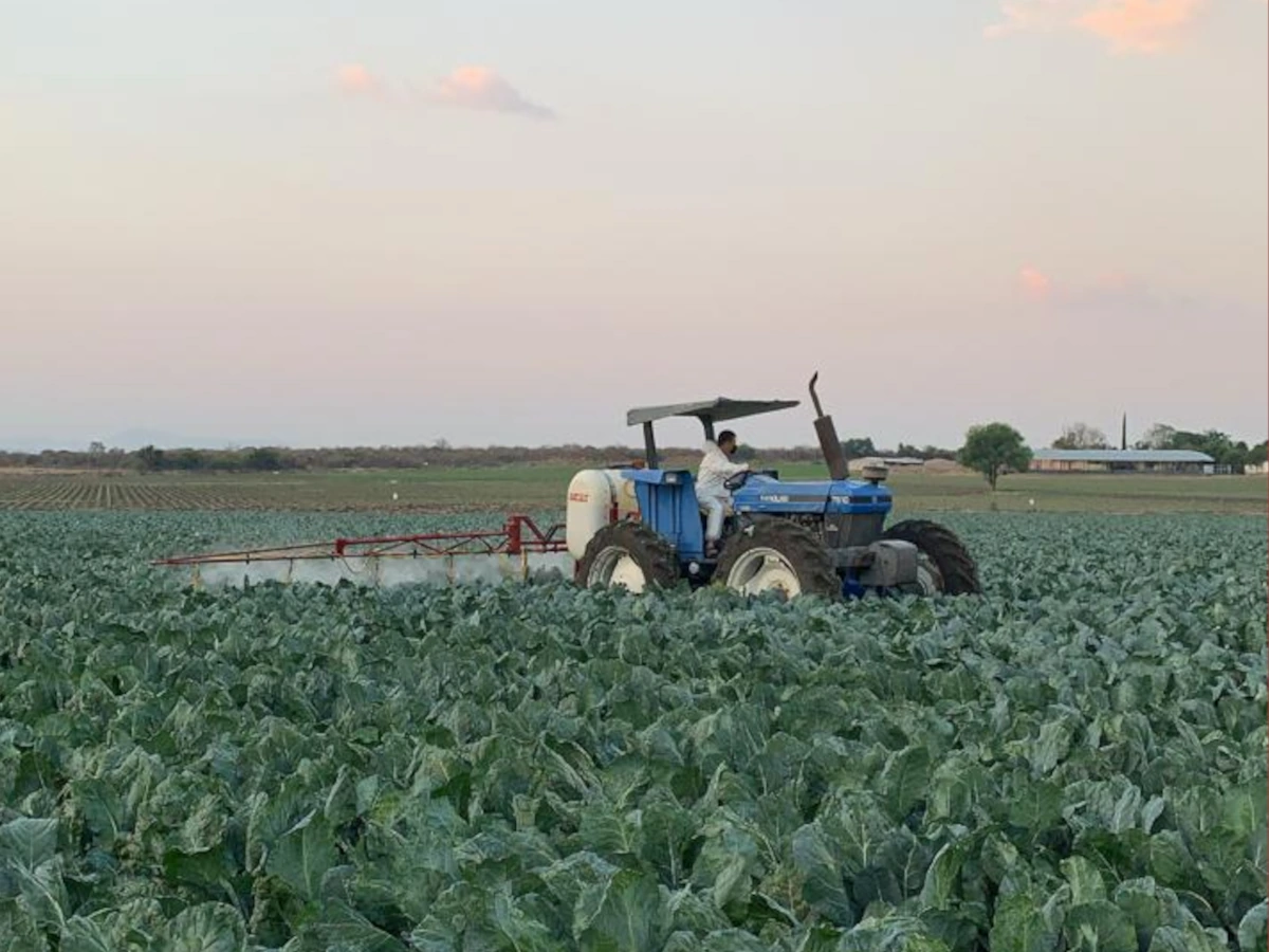 Producción agrícola en campo