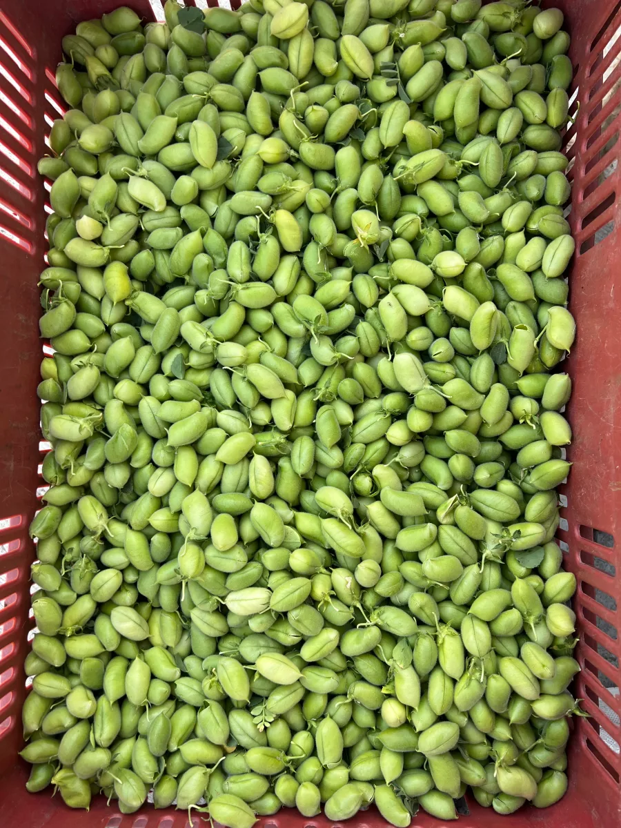 Cultivo de garbanzo