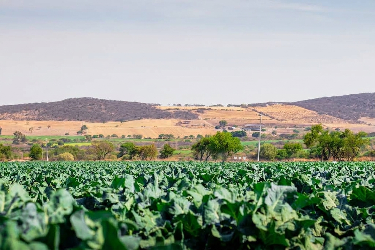 Producción agrícola de Agrícola Ochoa