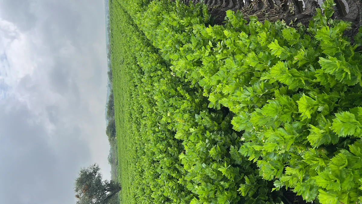 Cultivo de apio orgánico