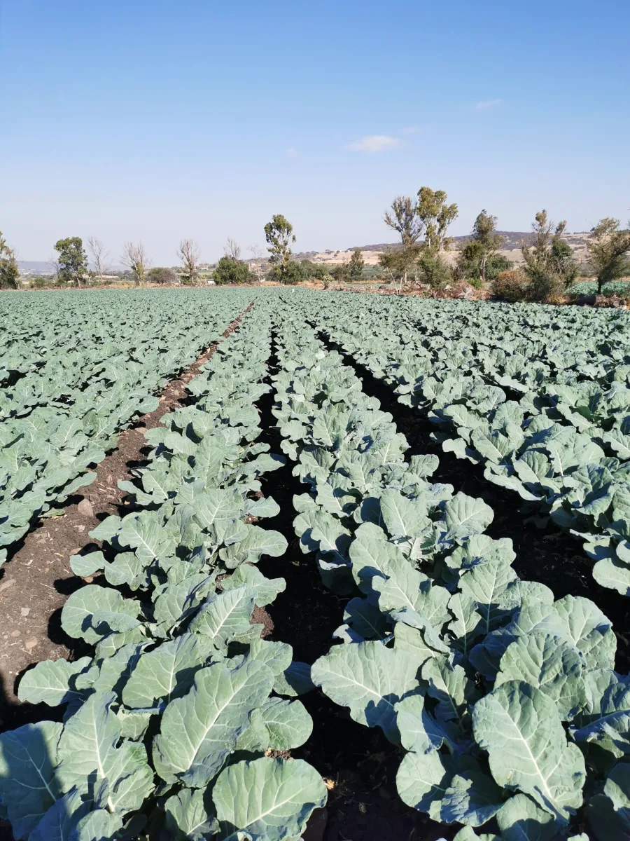 Cultivo de brócoli orgánico