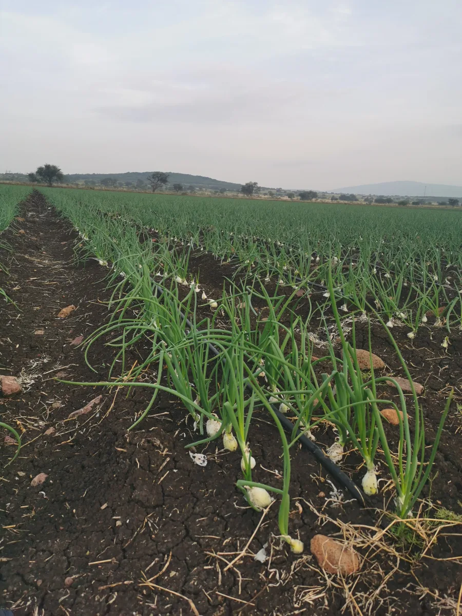 Cultivo de cebolla convencional