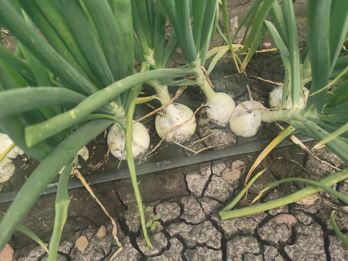 Producción de cebolla convencional