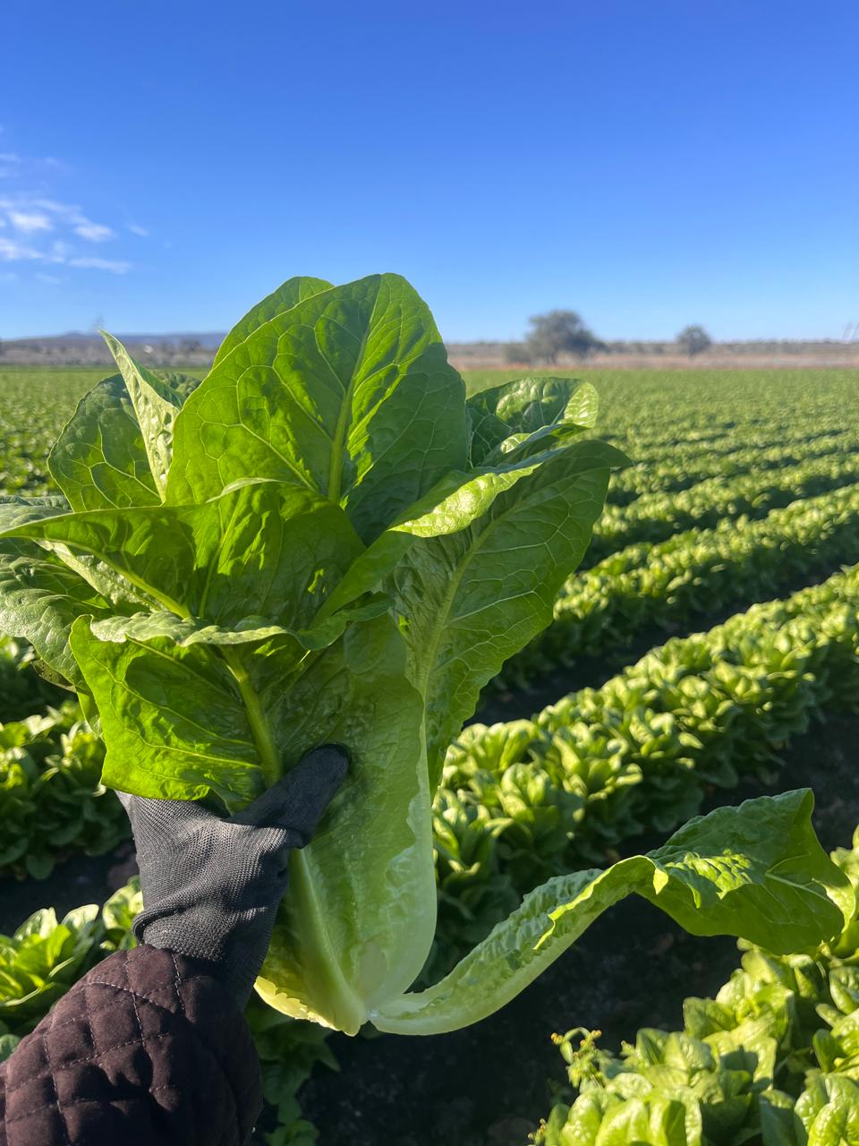Lechuga convencional