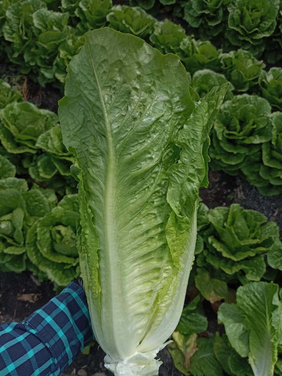 Cultivo de lechuga convencional