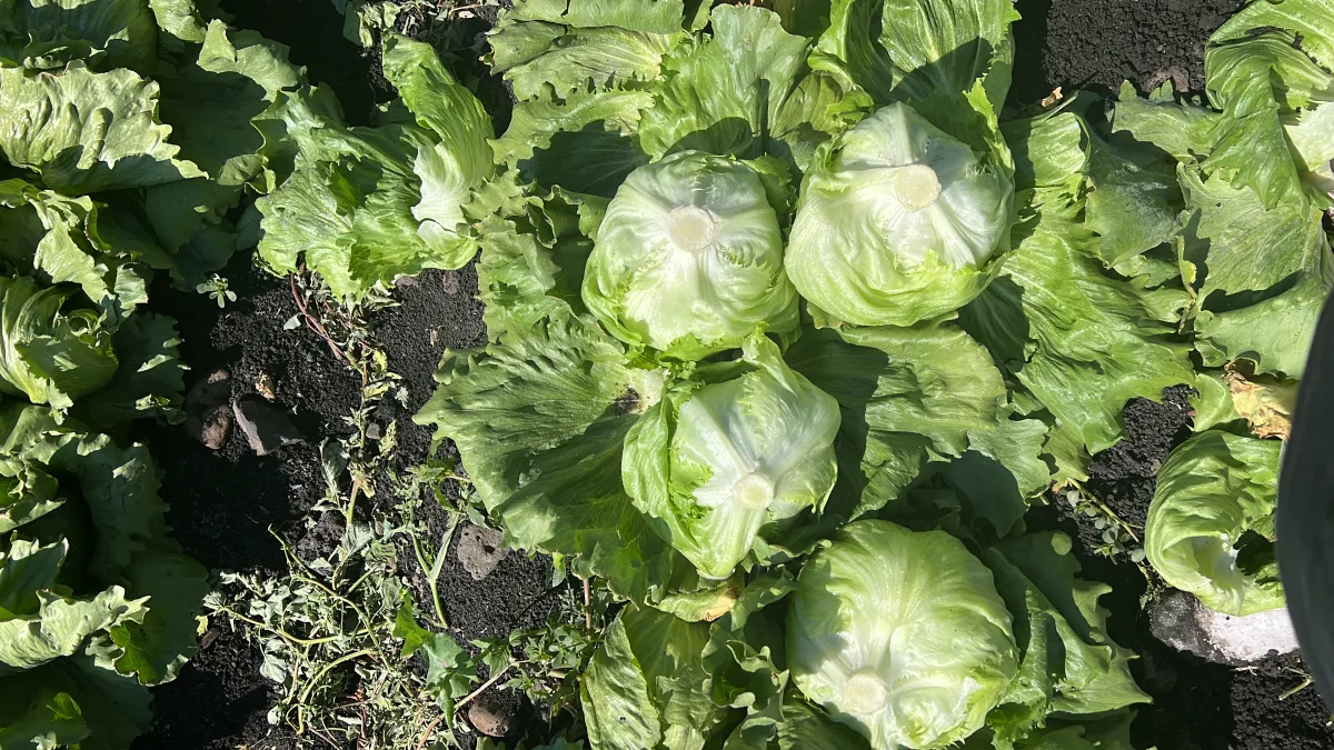 Producción de lechuga convencional