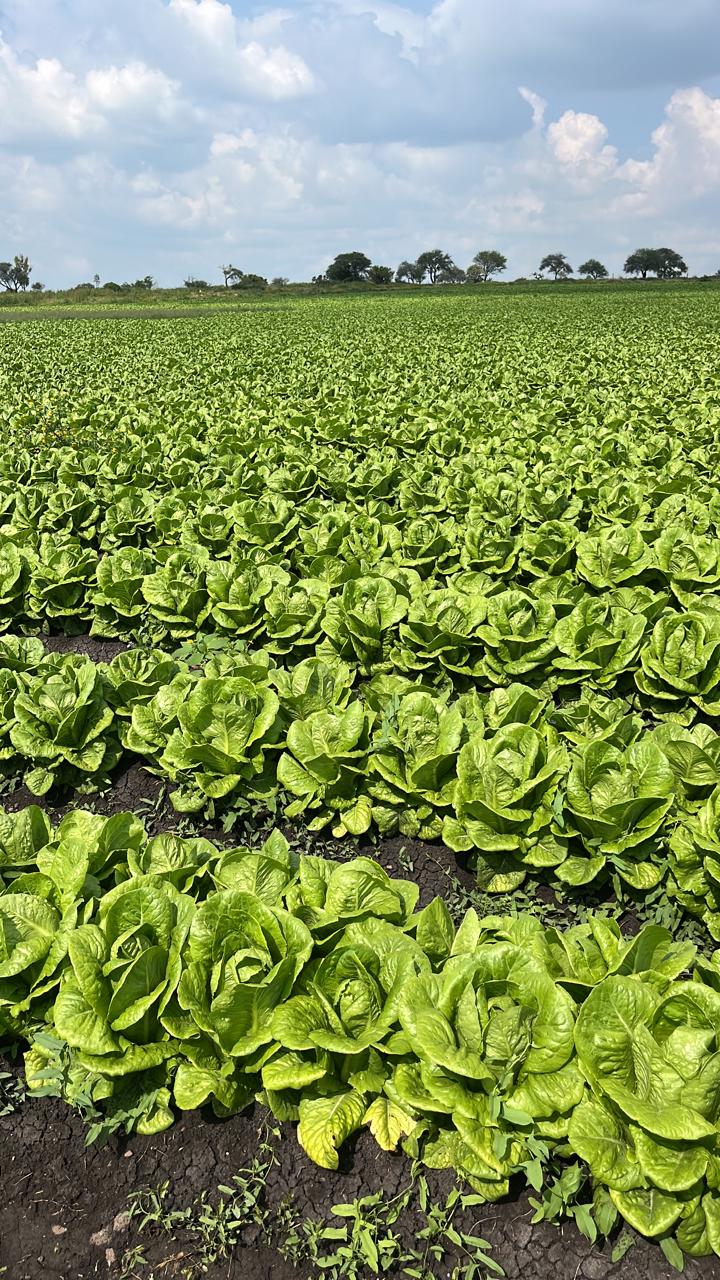 Producción de lechuga convencional