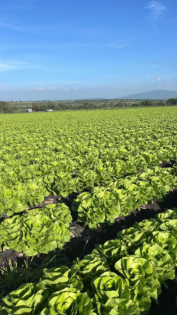 Producción de lechuga convencional