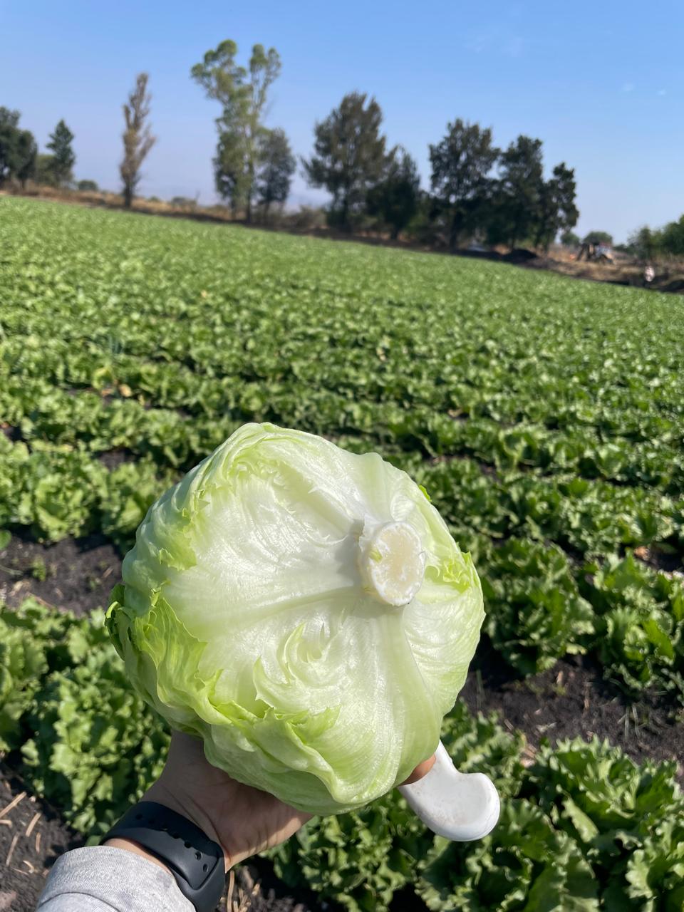 Producción de lechuga convencional