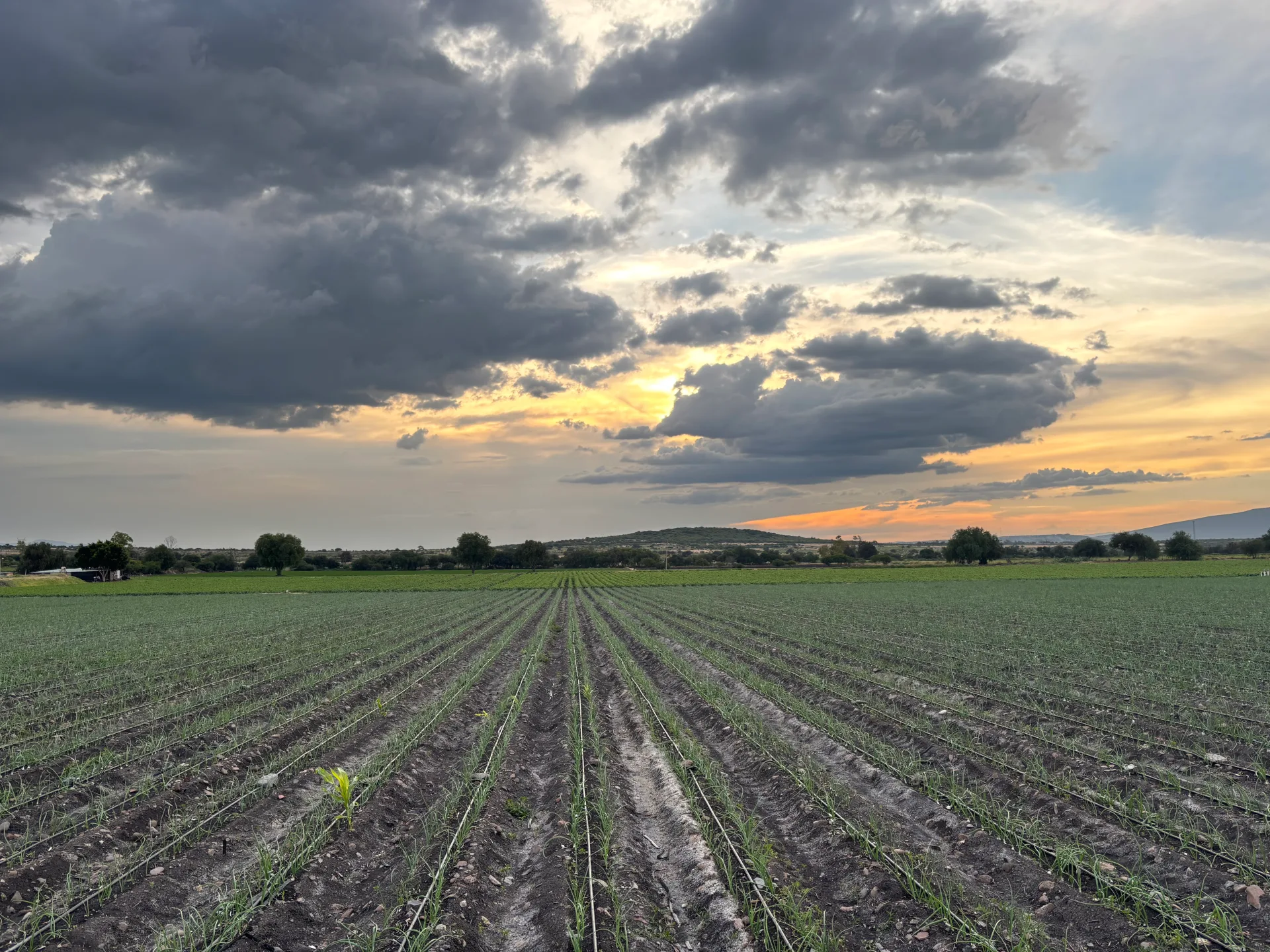 Cultivos agrícolas