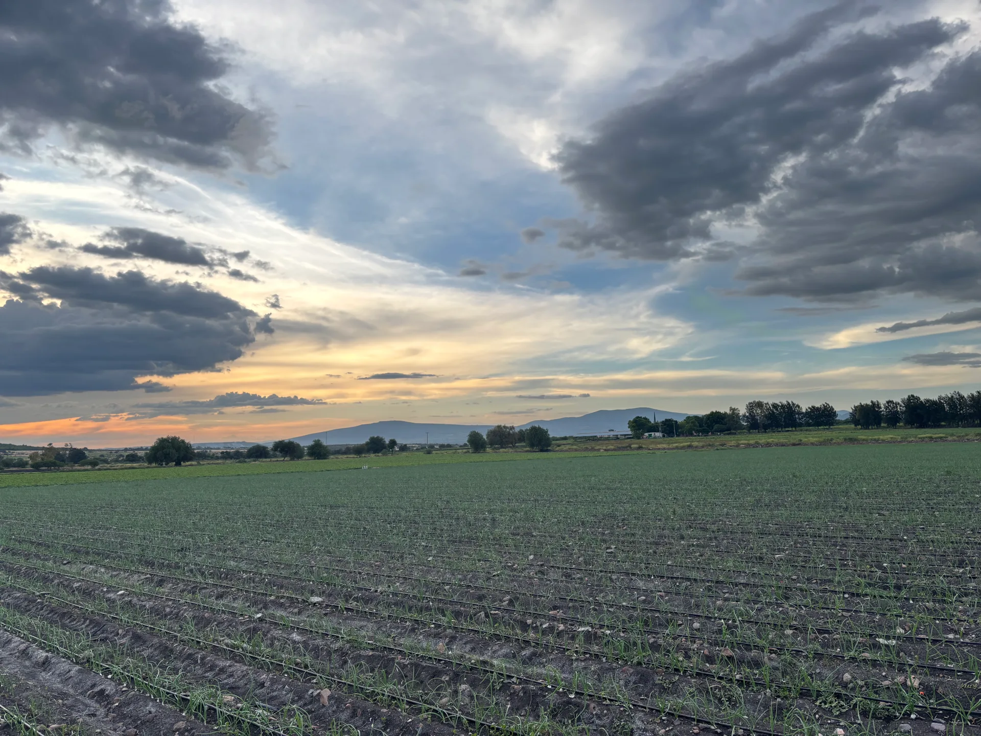 Cultivos agrícolas