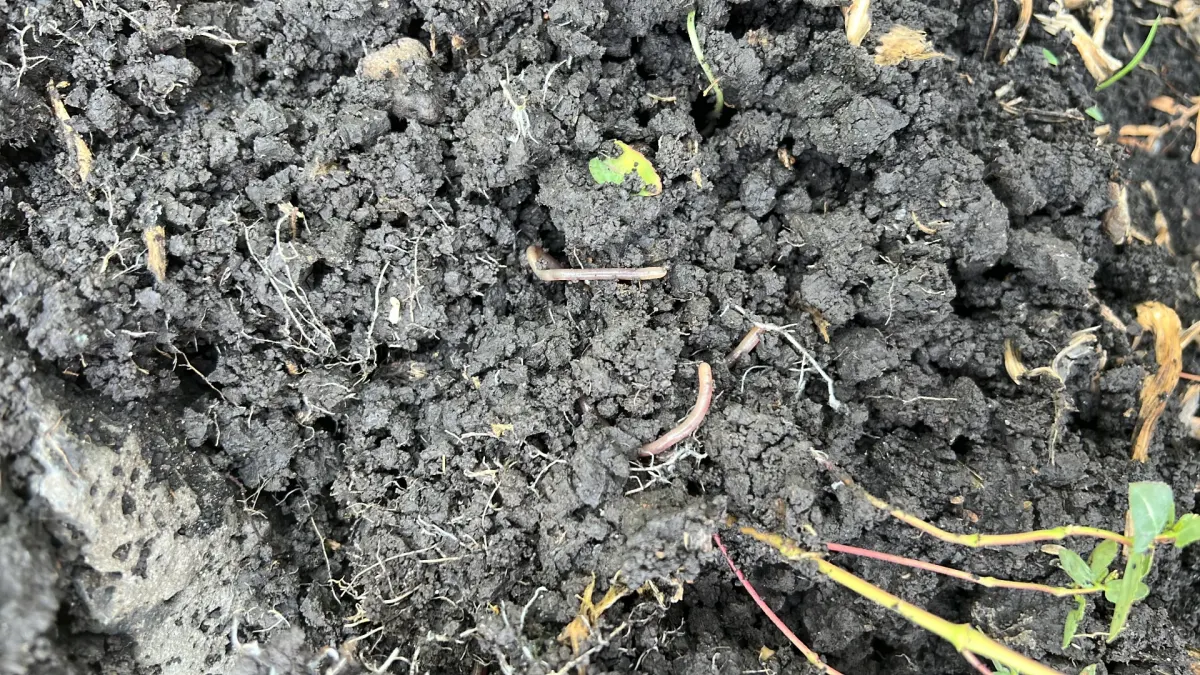 Cultivo agrícola manejado mediante prácticas sustentables